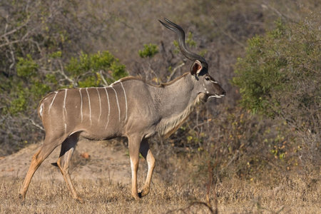 Male greater kudu in Kruger National Park, South Africaの写真素材