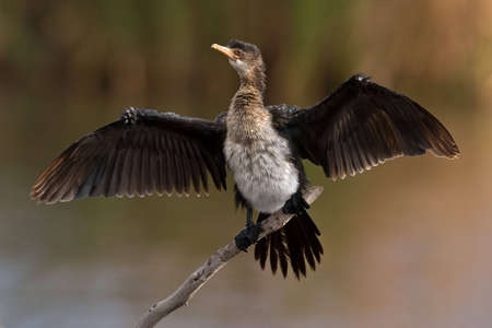 Reed Cormorant on twig with open wingsの写真素材
