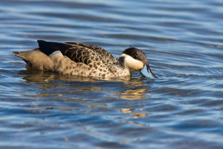 Hottentot Teal in shallow waterの写真素材