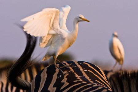 Cattle Egret on the back of a Zebra with open wingsの写真素材