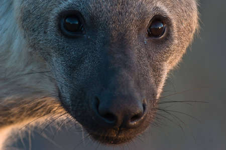 Macro Spotted Hyena portrait with back-lightの写真素材