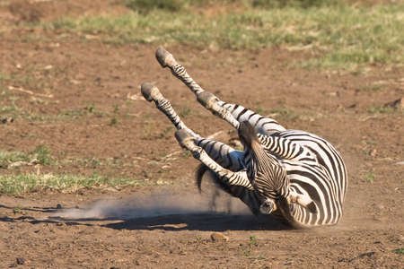 Burchells Zebra rolling in the dusty sand of Pilanesbergの写真素材