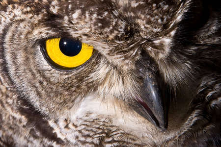 African Spotted Eagle Owl with large piercing yellow eyes in macro portraitの写真素材