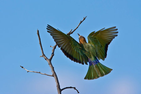 White-throated Bee-eater flying in greater kruger park
