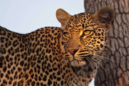 Beautifull leppard in tree looking at prey in greater kruger parkの写真素材