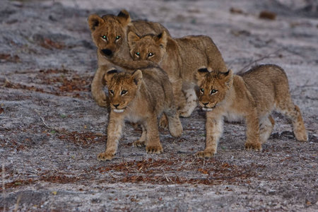 Lion cubs playing in greater kruger parkの写真素材