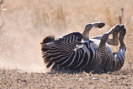 Zebra rolling in the dust of the African savanna