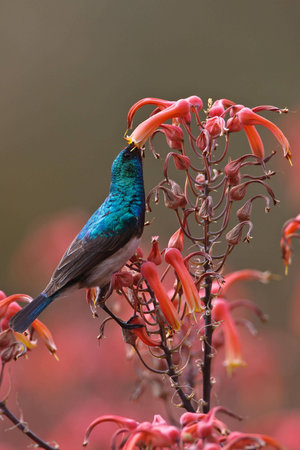 White-bellied Sunbird on twig in the greater Kruger park