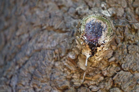Macro shot of Tree bark texture with interesting shapesの写真素材