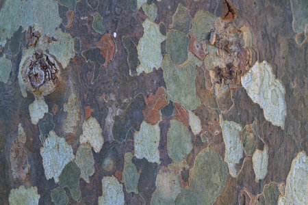 Macro shot of Tree bark texture with interesting shapesの写真素材