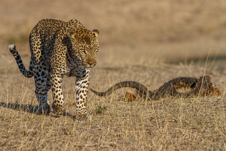 Large male african leppard alking through short grass with kudu horn on groundの写真素材