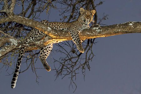 Lazy african leppard in tree with lights from safari vehicle at dusk