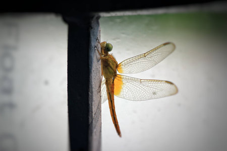 Close up of dragon fly sitting on an iron rodの写真素材