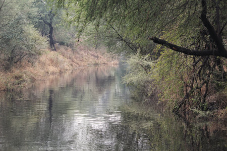 Calm and Serene view of a pond with trees in a cloudy dayの写真素材