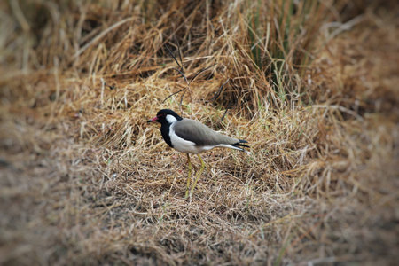Black and Grey bird standing alone in grassの写真素材