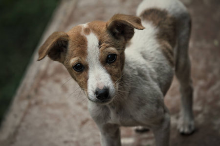 White and Brown colored dog with innocence in his eyes looking at the photographerの写真素材