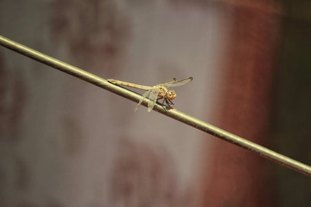 Close up of dragon fly sitting on a wireの写真素材