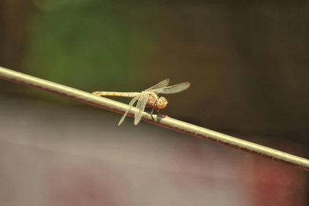 Close up of dragon fly sitting on a wireの写真素材