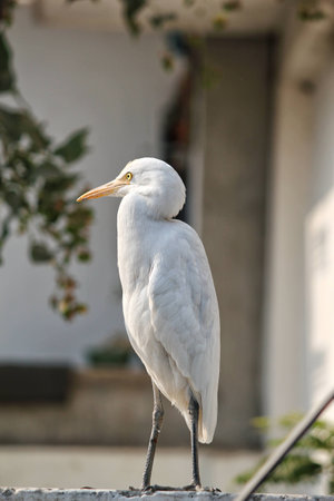 A white crane sitting on a fence with greenery in the backgroundの写真素材