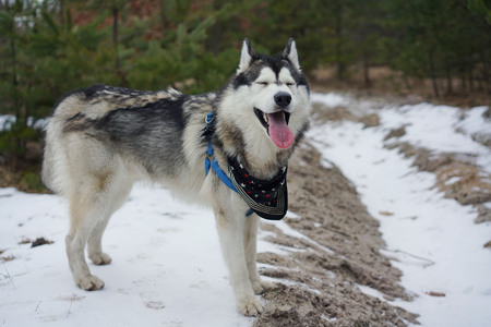 Husky in the winter in the forest.の写真素材