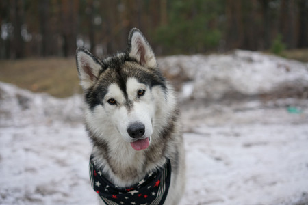 Husky in the winter in the forest.の写真素材