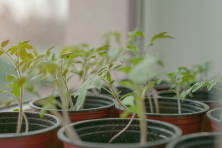 Planting young seedlings in pots. Sowing seedlings before planting in the soil, greenhouse plants, seedlings in the greenhouse, selective focusの写真素材