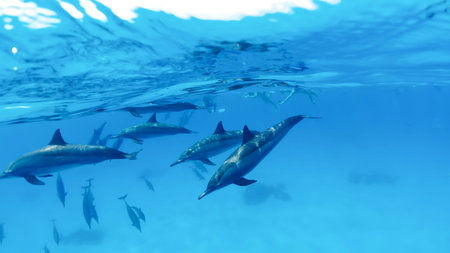 A group of dolphins dives underwater against the background of a moored yacht in the open sea....