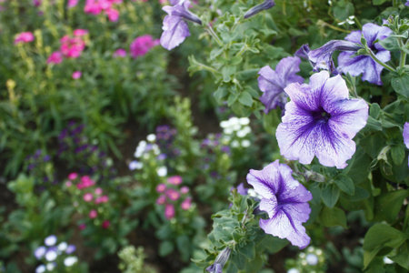 Purple flowers in the gardenの写真素材