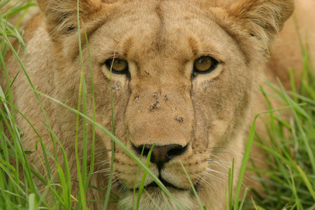 Lioness in long grassの写真素材