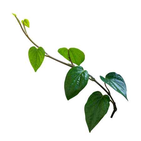 Green leaves isolated on white background with clipping path. HD Image and Large Resolution. can be used as wallpaperの写真素材