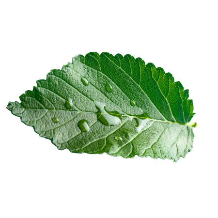 Fresh green mint leaf with water drops isolated on white background. Clipping Pathの写真素材