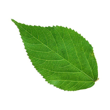 Green leaf isolated on white background. Clipping Path. Full depth of field.の写真素材