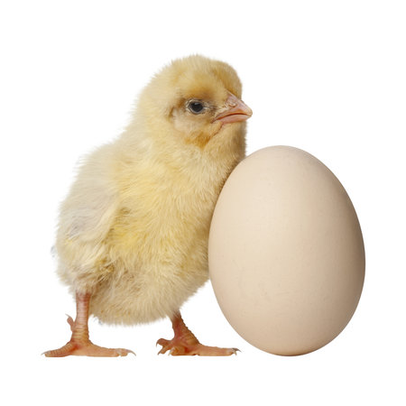 chick and egg in front of a white backgroungの写真素材