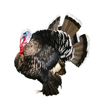 Wild turkey isolated on white background. 3D rendering and illustration.の写真素材