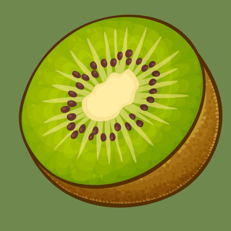 Kiwi fruit slice. Vector illustration. Isolated on green background.の写真素材