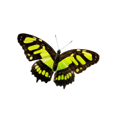 Beautiful butterfly isolated on white background. Yellow and black butterfly.の写真素材