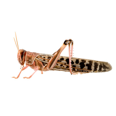 Grasshopper isolated on white background. Clipping path included.の写真素材
