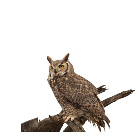 Great Horned Owl, Bubo virginianus, in front of a white backgroundの写真素材