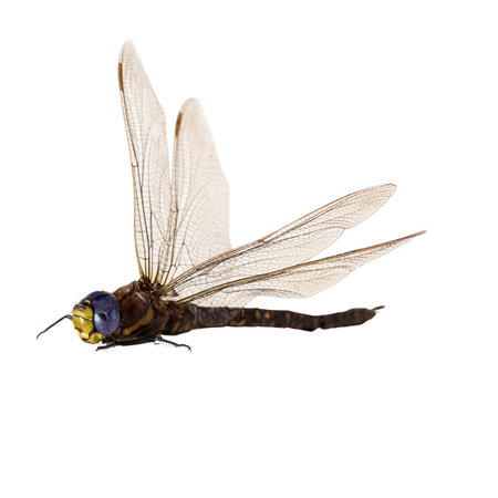 Dragonfly isolated on white background with clipping path and full depth of fieldの写真素材