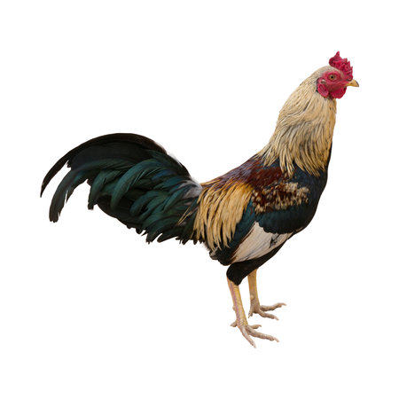 Rooster isolated on a white background, clipping path included in file.の写真素材