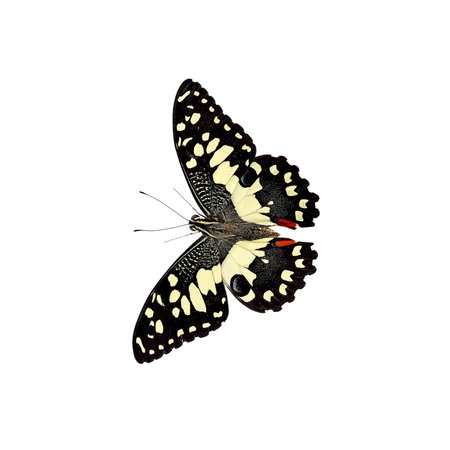 Butterfly isolated on a white background. 3D illustration.の写真素材