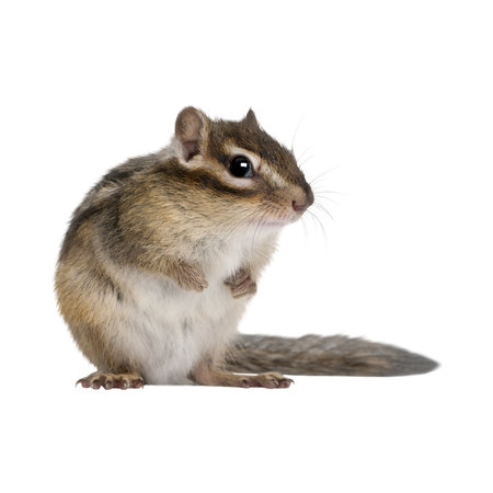 Chipmunk (3 years) in front of a white backgroundの写真素材