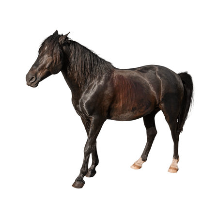 Black stallion isolated on white background. Side view. 3D illustrationの写真素材
