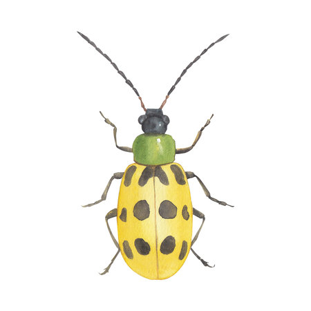 Watercolor yellow beetle isolated on white background. Hand drawn illustration.の写真素材