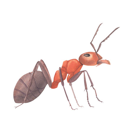 Ant. Watercolor illustration. Isolated on a white background.の写真素材