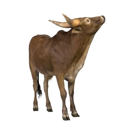 3D digital render of a brown cow with horns isolated on white backgroundの写真素材