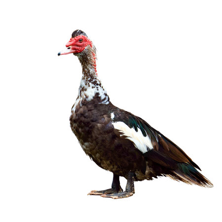 Muscovy duck isolated on white background. Clipping path included.の写真素材