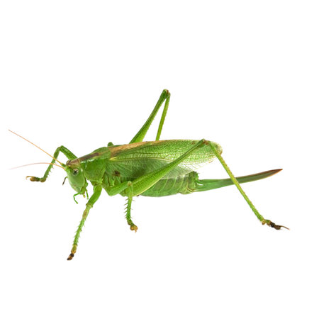 Green grasshopper isolated on a white background. Clipping path included.の写真素材