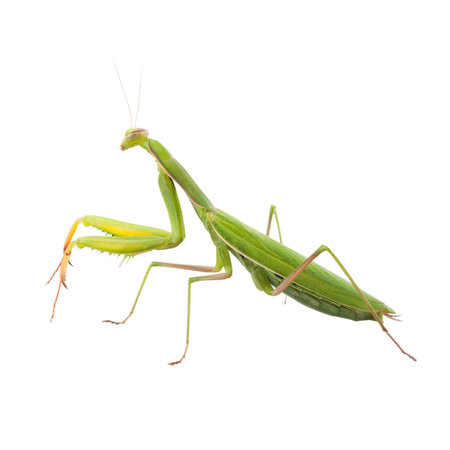 Praying Mantis isolated on white background, clipping path includedの写真素材