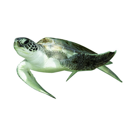 Green Sea Turtle Isolated on White Background 3D Illustration.